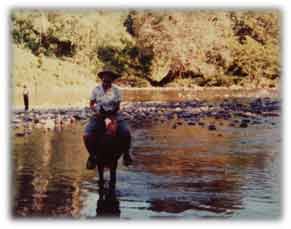 ::Pictures to use:horseinwater.jpg